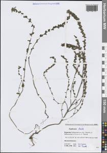 Очанка прямая J.P.Wolff ex J.F.Lehm., Сибирь, Прибайкалье и Забайкалье (S4) (Россия)