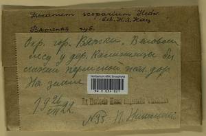 Dicranum scoparium Hedw., Гербарий мохообразных, Мхи - Пермский край, Удмуртия, Свердловская и Кировская области (B8) (Россия)
