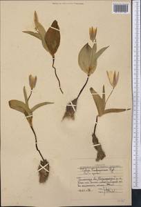 Тюльпан Грейга Regel, Средняя Азия и Казахстан, Западный Тянь-Шань и Каратау (M3) (Узбекистан)