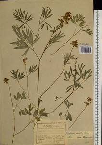 Corydalis turtschaninovii subsp. turtschaninovii, Сибирь, Прибайкалье и Забайкалье (S4) (Россия)