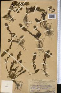Lagotis decumbens Rupr., Средняя Азия и Казахстан, Памир и Памиро-Алай (M2) (Таджикистан)