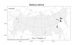 Stellaria sibirica, Звездчатка сибирская (Regel & Tiling) Schischk., Атлас флоры России (FLORUS) (Россия)