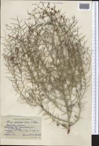 Alhagi pseudalhagi subsp. persarum (Boiss. & Buhse) Takht., Средняя Азия и Казахстан, Каракумы (M6) (Туркмения)