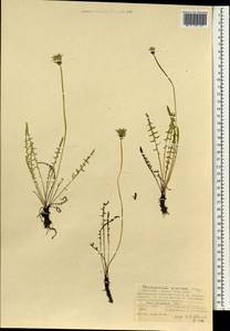 Одуванчик китайский Kitag., Монголия (MONG) (Монголия)