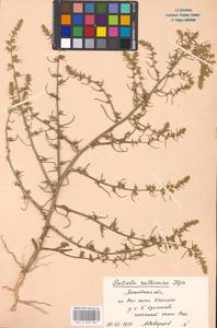 Солянка обыкновенная, Солянка сорная L., Восточная Европа, Московская область и Москва (E4a) (Россия)