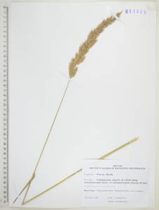 Вейник наземный (L.) Roth, Сибирь, Дальний Восток (S6) (Россия)