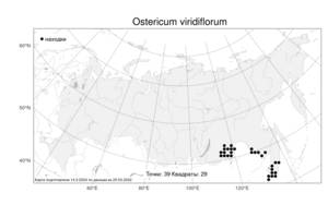 Ostericum viridiflorum (Turcz.) Kitag., Атлас флоры России (FLORUS) (Россия)