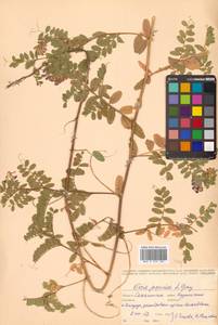 Горошек японский A.Gray, Сибирь, Дальний Восток (S6) (Россия)