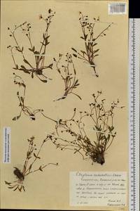 Клайтония остролистная Pall. ex Willd., Сибирь, Прибайкалье и Забайкалье (S4) (Россия)