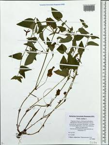 Фиалка собачья L., Восточная Европа, Северо-Западный район (E2) (Россия)