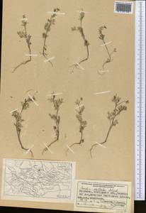 Скандикс звездчатый Banks & Sol., Средняя Азия и Казахстан, Северный и Центральный Тянь-Шань (M4) (Казахстан)