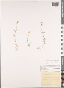 Ясколка альпийская L., Восточная Европа, Северный район (E1) (Россия)