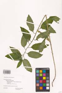 Гулявник прямой L., Восточная Европа, Центральный район (E4) (Россия)