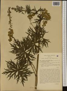Aconitum lycoctonum subsp. neapolitanum (Ten.) Nyman, Западная Европа (EUR) (Италия)