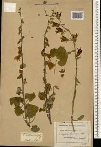 Колокольчик чесночннцелистный Willd., Кавказ (без точных местонахождений) (K0)