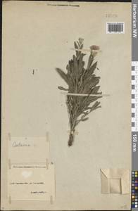 Василек, Кавказ, Северная Осетия, Ингушетия и Чечня (K1c) (Россия)