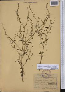 Липучка поникшая (Lehm.) Menyh., Средняя Азия и Казахстан, Памир и Памиро-Алай (M2) (Узбекистан)