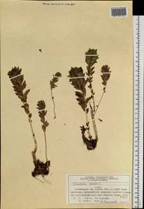 Родиола розовая, Золотой корень L., Сибирь, Алтай и Саяны (S2) (Россия)