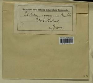 Schistidium apocarpum (Hedw.) Bruch & Schimp., Гербарий мохообразных, Мхи - Прибалтика (B1) (Неизвестно)