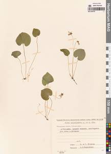 Viola epipsila subsp. repens (Turcz.) W.Becker, Сибирь, Чукотка и Камчатка (S7) (Россия)