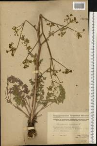 Златогоричник морозниковый (L.) Schur, Восточная Европа, Средневолжский район (E8) (Россия)