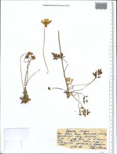 Oreomecon croceum (Ledeb.) Banfi, Bartolucci, J.-M.Tison & Galasso, Средняя Азия и Казахстан, Западный Тянь-Шань и Каратау (M3) (Казахстан)