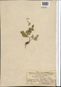 Bасилисник малый L., Средняя Азия и Казахстан, Прикаспийский Устюрт и Северное Приаралье (M8) (Казахстан)