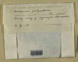 Dicranum polysetum Sw., Гербарий мохообразных, Мхи - Центральное Нечерноземье (B6) (Россия)