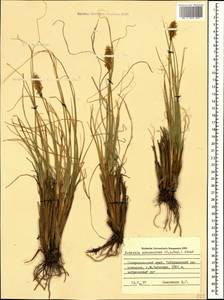 Carex deasyi (C.B.Clarke) O.Yano & S.R.Zhang, Кавказ, Ставропольский край, Карачаево-Черкесия, Кабардино-Балкария (K1b) (Россия)