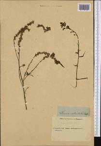 Linaria aeruginea (Gouan) Cav., Западная Европа (EUR) (Неизвестно)