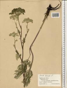 Жабрица однолетняя L., Восточная Европа, Центральный лесостепной район (E6) (Россия)