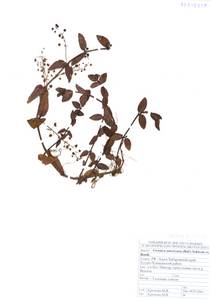 Вероника американская (Raf.) Schwein. ex Benth., Сибирь, Дальний Восток (S6) (Россия)