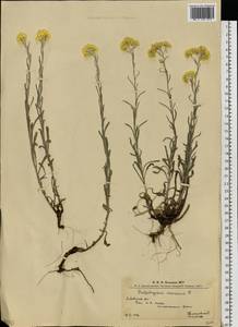 Цмин песчаный (L.) Moench, Восточная Европа, Западно-Украинский район (E13) (Украина)