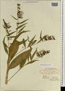 Lobelia chinensis Lour., Зарубежная Азия (ASIA) (КНР)
