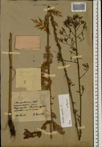 Lactuca quercina subsp. quercina, Восточная Европа, Молдавия (E13a) (Молдавия)