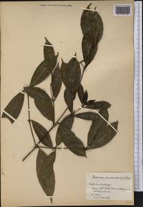 Faramea occidentalis (L.) A.Rich., Америка (AMER) (Куба)