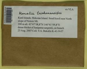 Homalia trichomanoides (Hedw.) Brid., Гербарий мохообразных, Мхи - Дальний Восток (без Чукотки и Камчатки) (B20) (Россия)