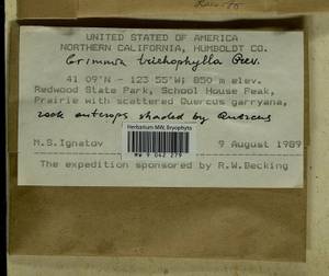 Grimmia trichophylla Grev., Гербарий мохообразных, Мхи - Америка (BAm) (США)