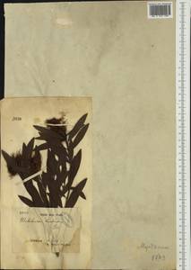 Melaleuca leucadendra (L.) L., Австралия и Океания (AUSTR) (Австралия)