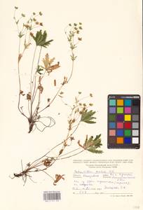 Лапчатка оттопырено-пушистая, Лапчатка поникшая Waldst. & Kit., Восточная Европа, Молдавия (E13a) (Молдавия)