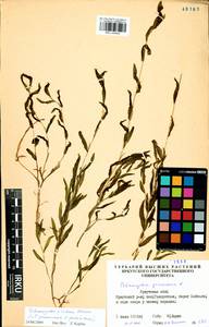 Potamogeton × nitens Weber, Сибирь, Прибайкалье и Забайкалье (S4) (Россия)