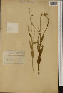 Ranunculus amplexicaulis L., Западная Европа (EUR) (Франция)