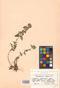 Пахучка обыкновенная L., Восточная Европа, Московская область и Москва (E4a) (Россия)