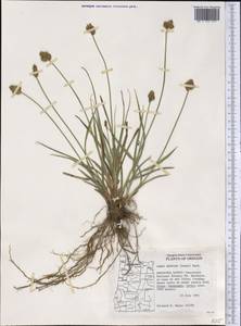 Carex brevior (Dewey) Mack. ex Lunell, Америка (AMER) (США)