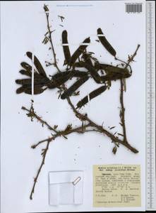 Vachellia nilotica subsp. leiocarpa (Brenan) Kyal. & Boatwr., Африка (AFR) (Эфиопия)