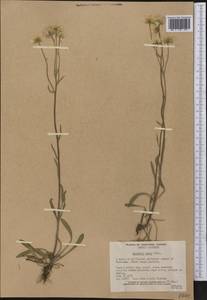 Erigeron glabellus Nutt., Америка (AMER) (Канада)