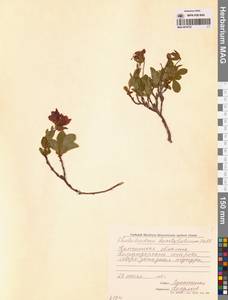 Рододендрон камчатский Pall., Сибирь, Чукотка и Камчатка (S7) (Россия)