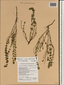 Micromeria nervosa (Desf.) Benth., Зарубежная Азия (ASIA) (Кипр)