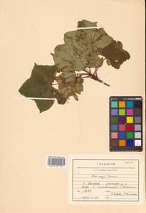 Клен Майра (Schwer.) H.Ohashi, Сибирь, Дальний Восток (S6) (Россия)