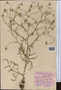 Резак обыкновенный Bernh., Средняя Азия и Казахстан, Западный Тянь-Шань и Каратау (M3) (Казахстан)